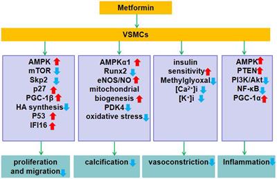 Metformin and Vascular Diseases: A <mark class="highlighted">Focused Review</mark> on Smooth Muscle Cell Function